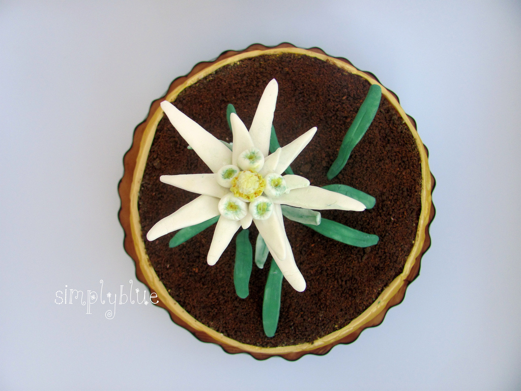 cake edelweiss