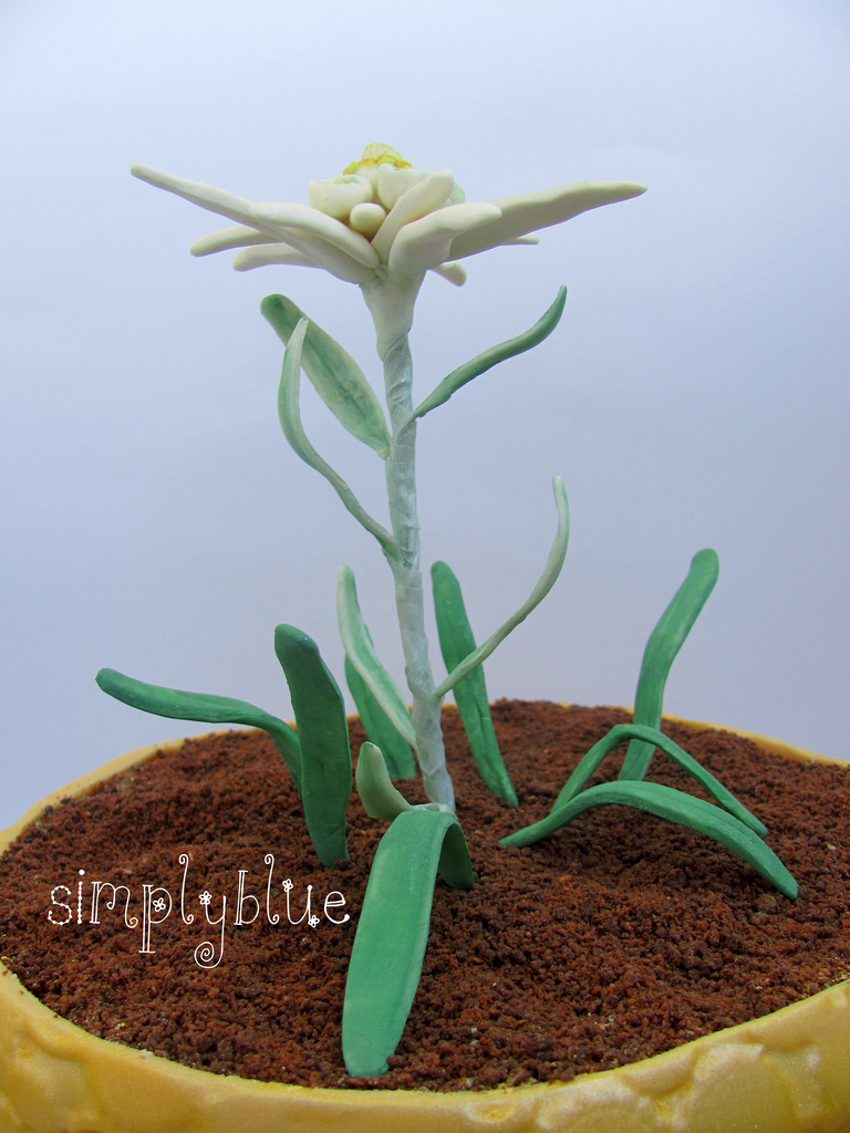 cake edelweiss