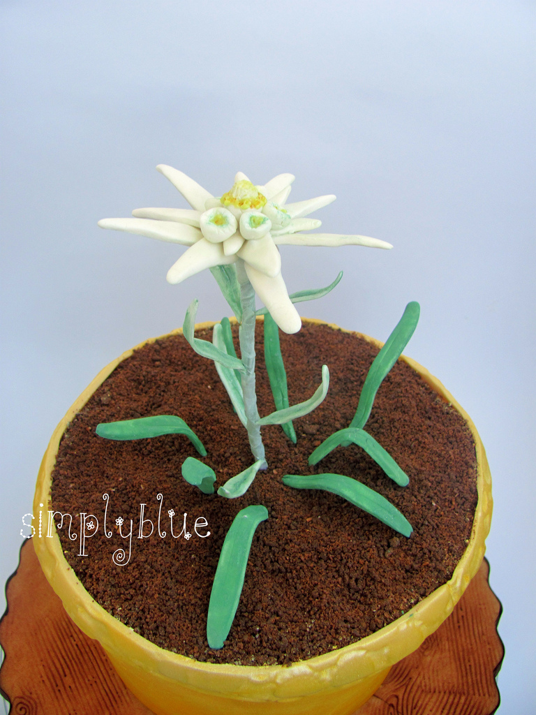 cake edelweiss