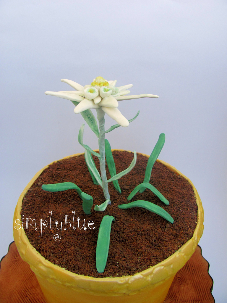 cake edelweiss